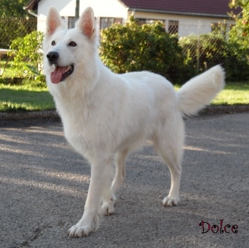 Dolce de la vallée des bergers blancs