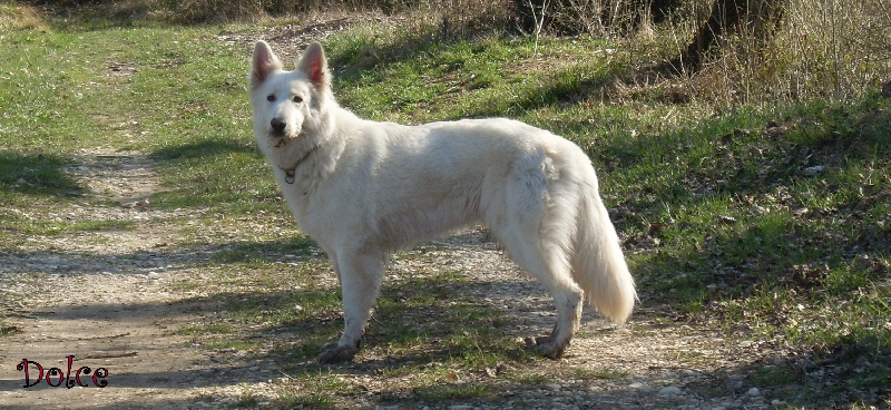 Dolce de la vallée des bergers blancs