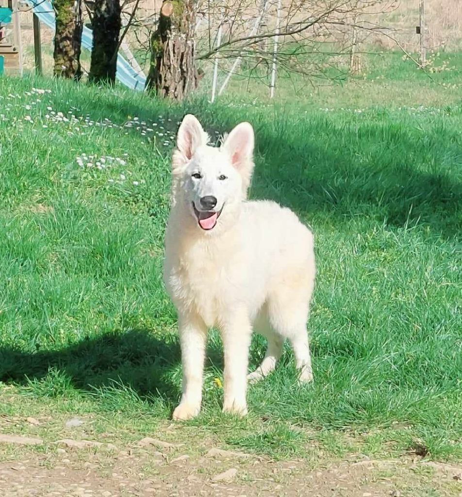 Of Shepherd's Paw - Chiot disponible  - Berger Blanc Suisse