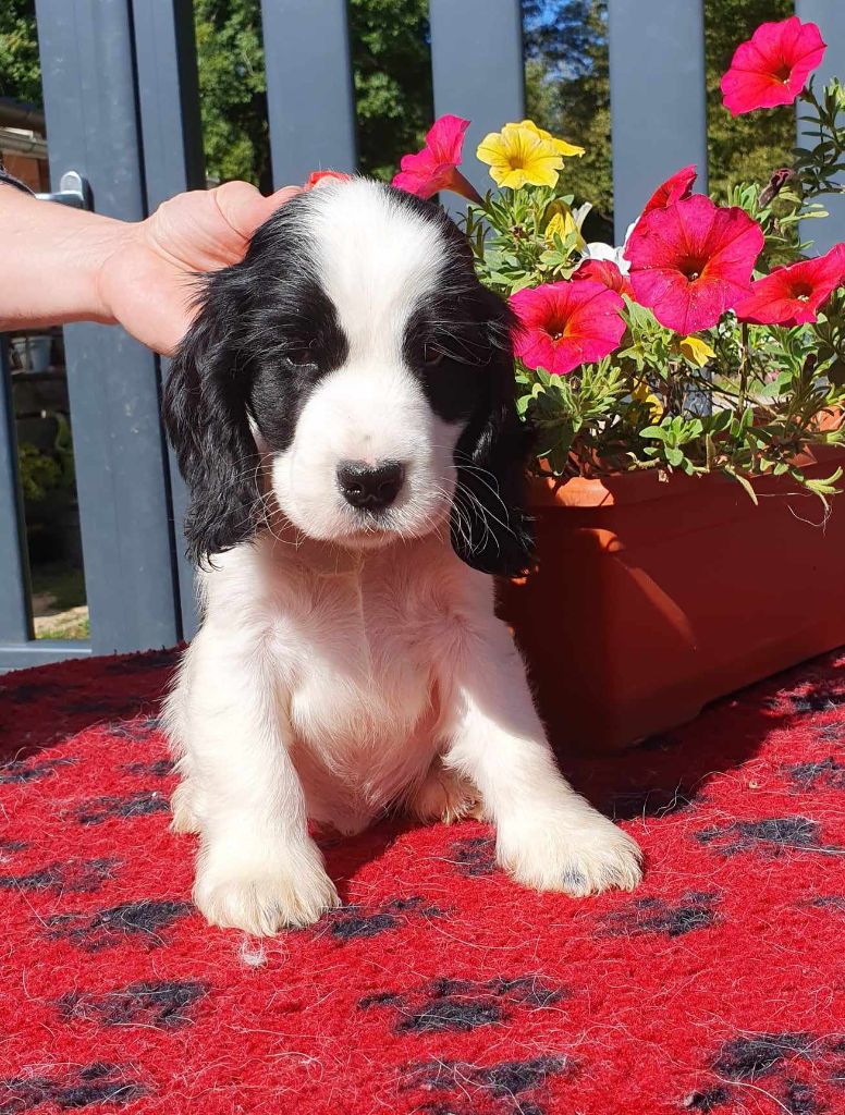 Of Shepherd's Paw - Chiot disponible  - Cocker Spaniel Anglais