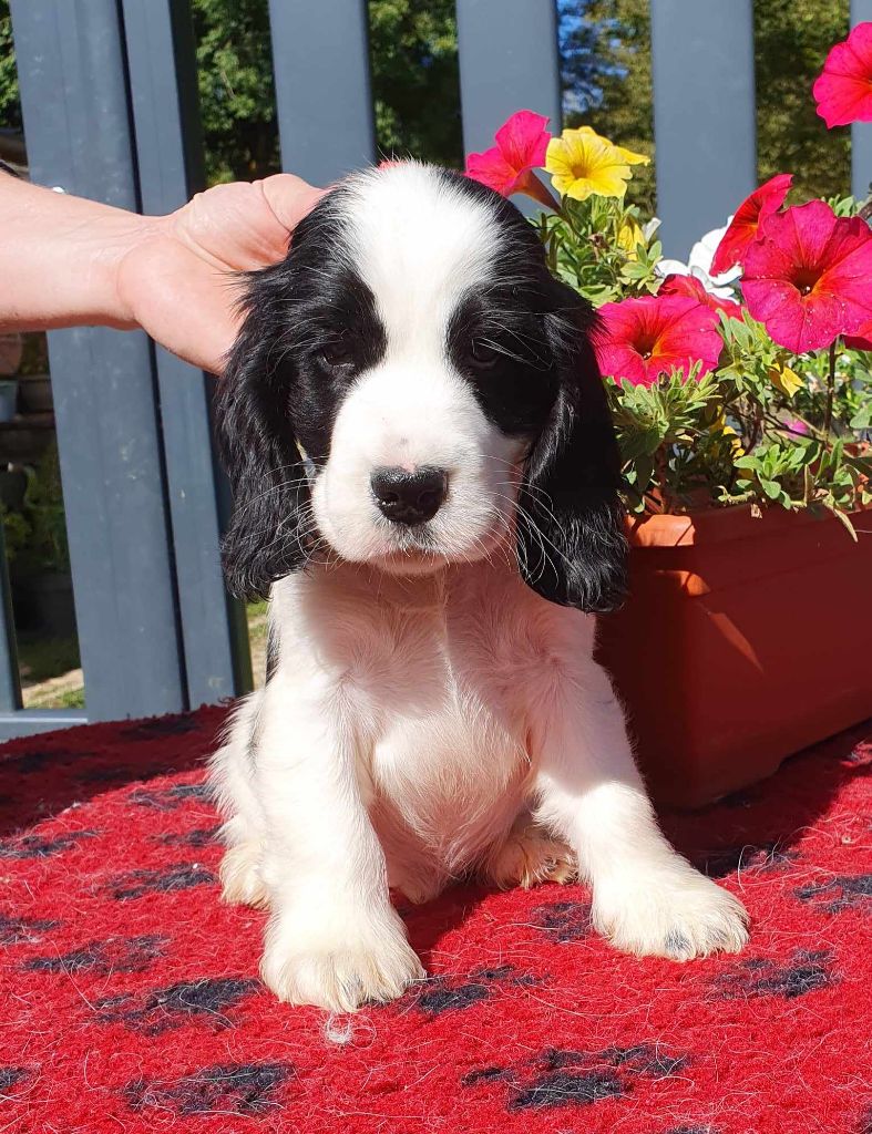 chiot Cocker Spaniel Anglais Of Shepherd's Paw