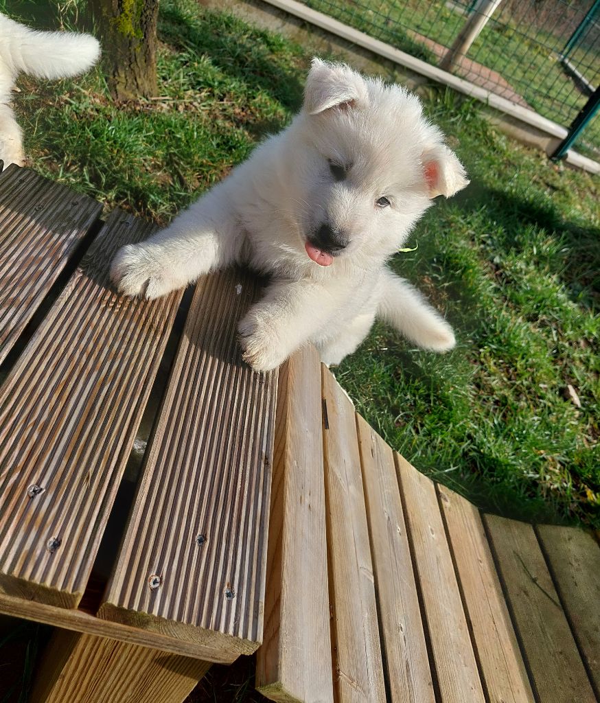 Of Shepherd's Paw - Chiot disponible  - Berger Blanc Suisse