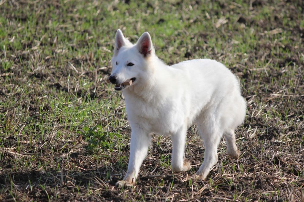 Snow Of Shepherd's Paw