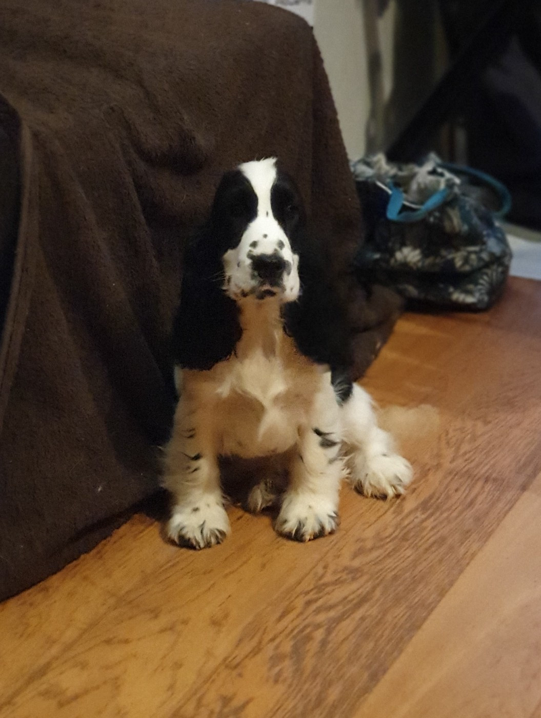 Voltali Of Shepherd's Paw
