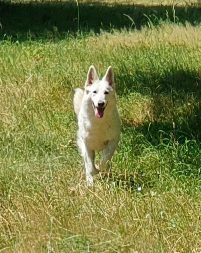 Upette Of Shepherd's Paw
