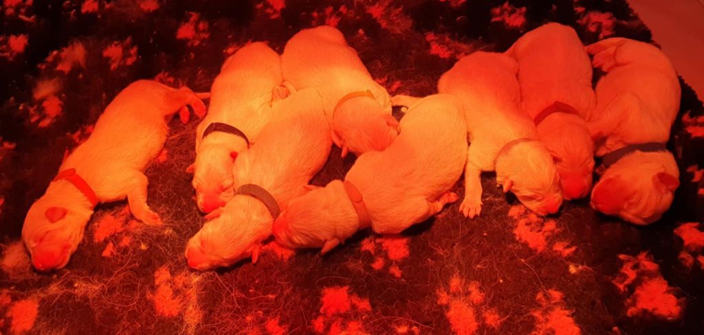 Of Shepherd's Paw - Chiots disponibles - Berger Blanc Suisse