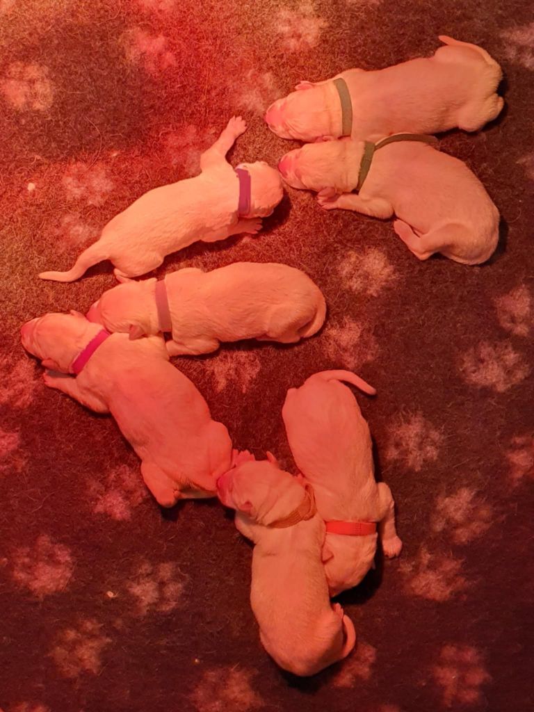 Of Shepherd's Paw - Chiots disponibles - Berger Blanc Suisse
