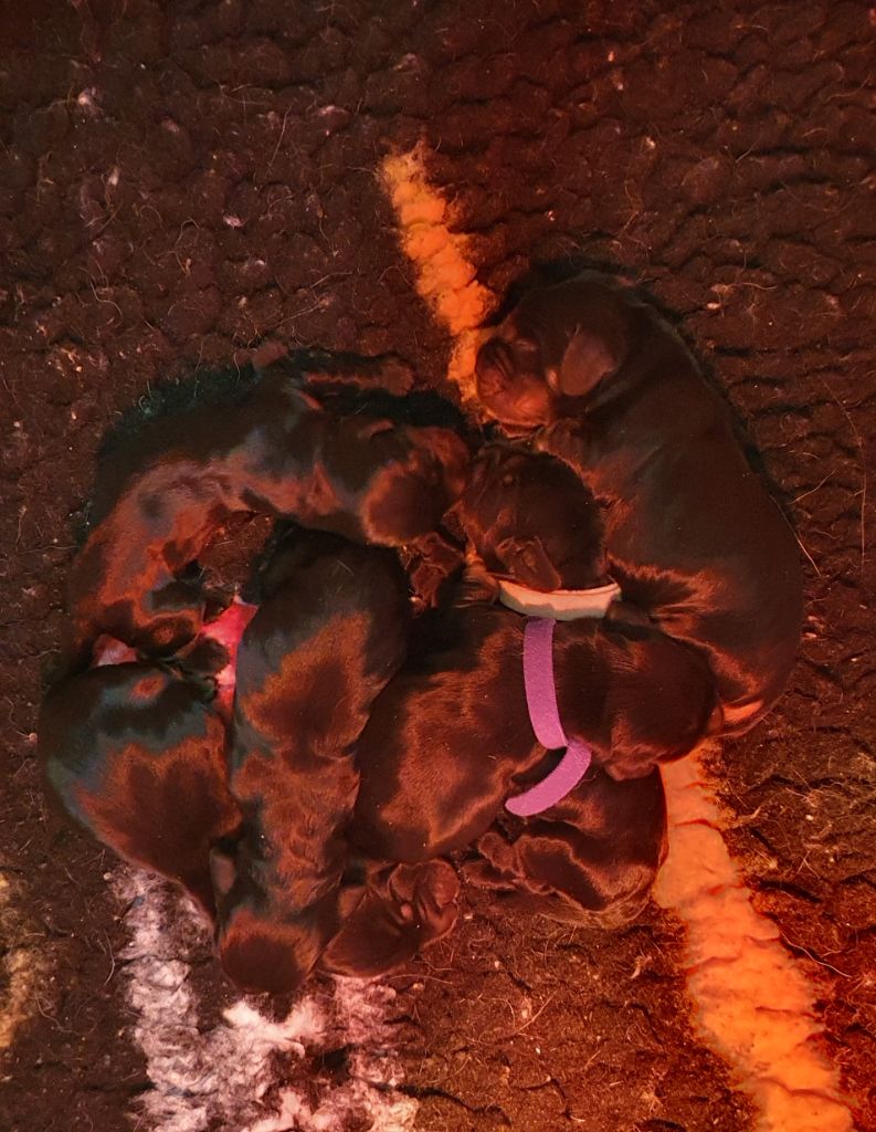 Of Shepherd's Paw - Chiots disponibles - Cocker Spaniel Anglais