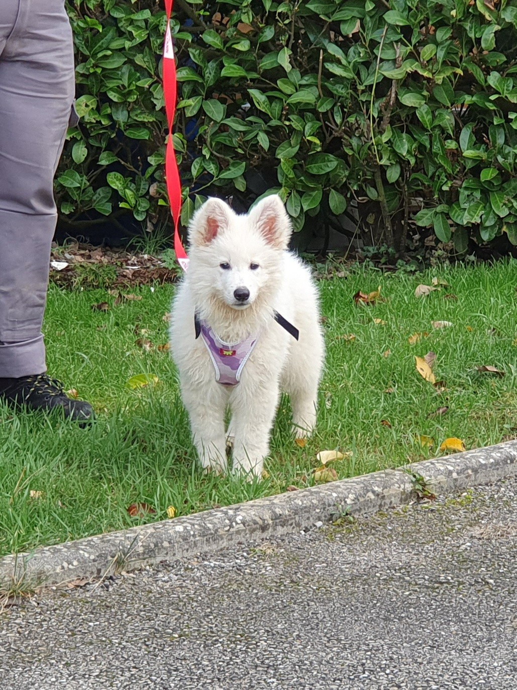 Of Shepherd's Paw - Chiots disponibles - Berger Blanc Suisse