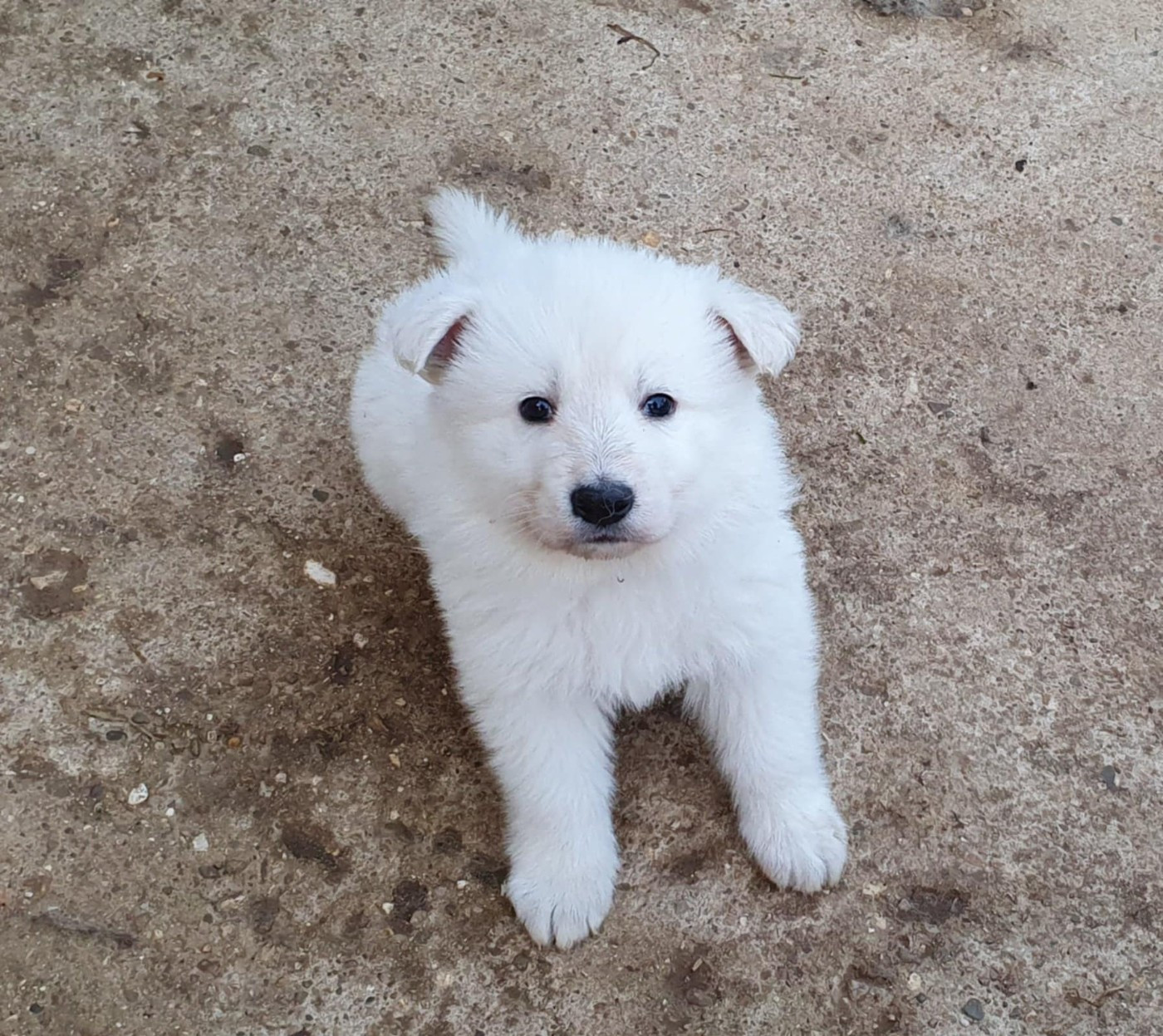 Of Shepherd's Paw - Chiots disponibles - Berger Blanc Suisse