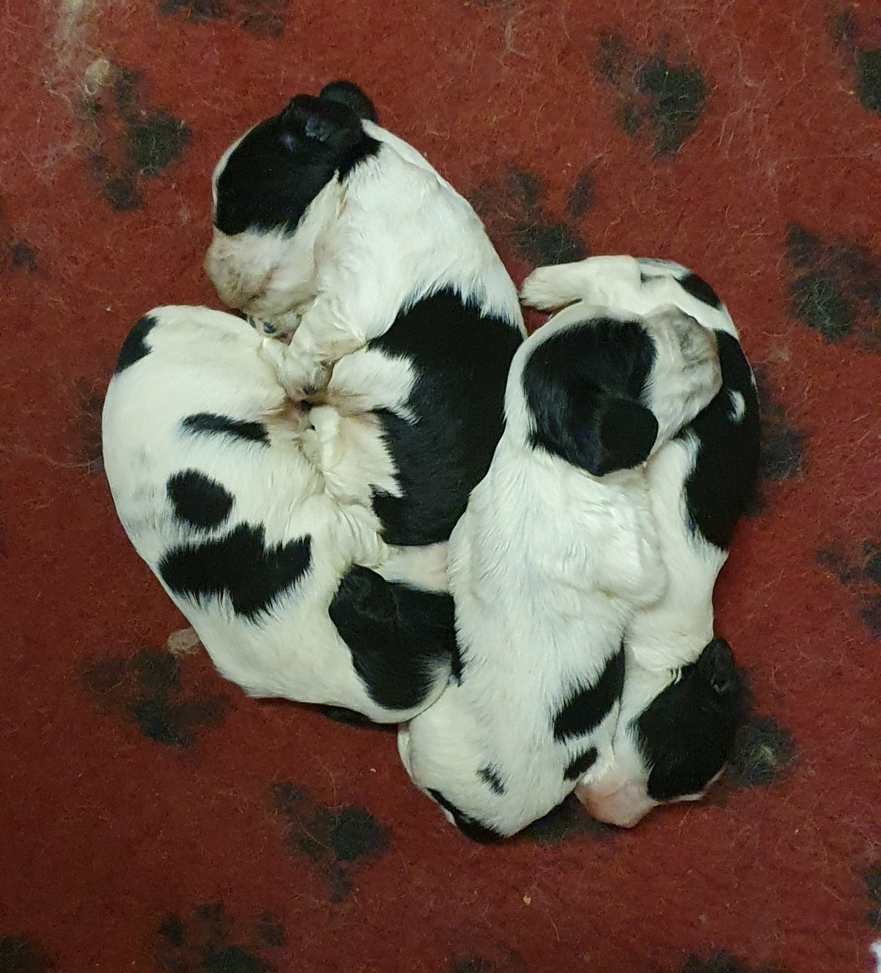 Chiot Cocker Spaniel Anglais Of Shepherd's Paw