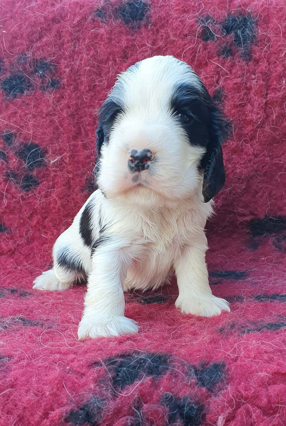 Of Shepherd's Paw - Chiots disponibles - Cocker Spaniel Anglais