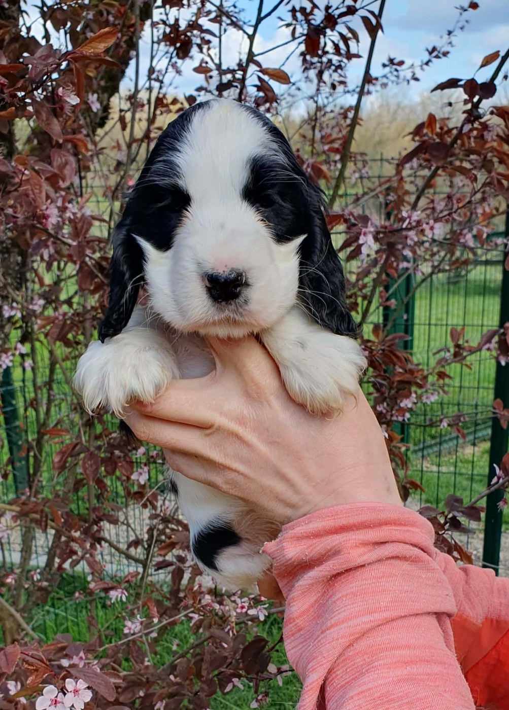 Of Shepherd's Paw - Chiots disponibles - Cocker Spaniel Anglais