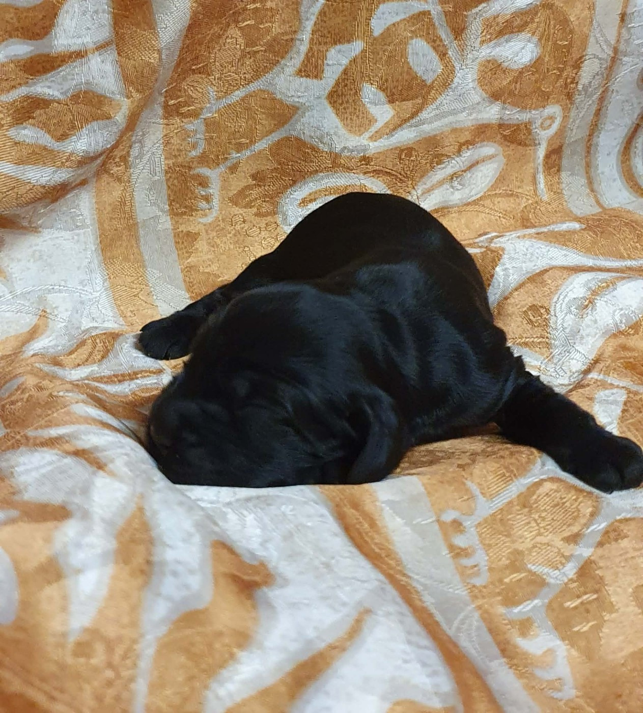 Of Shepherd's Paw - Chiots disponibles - Cocker Spaniel Anglais