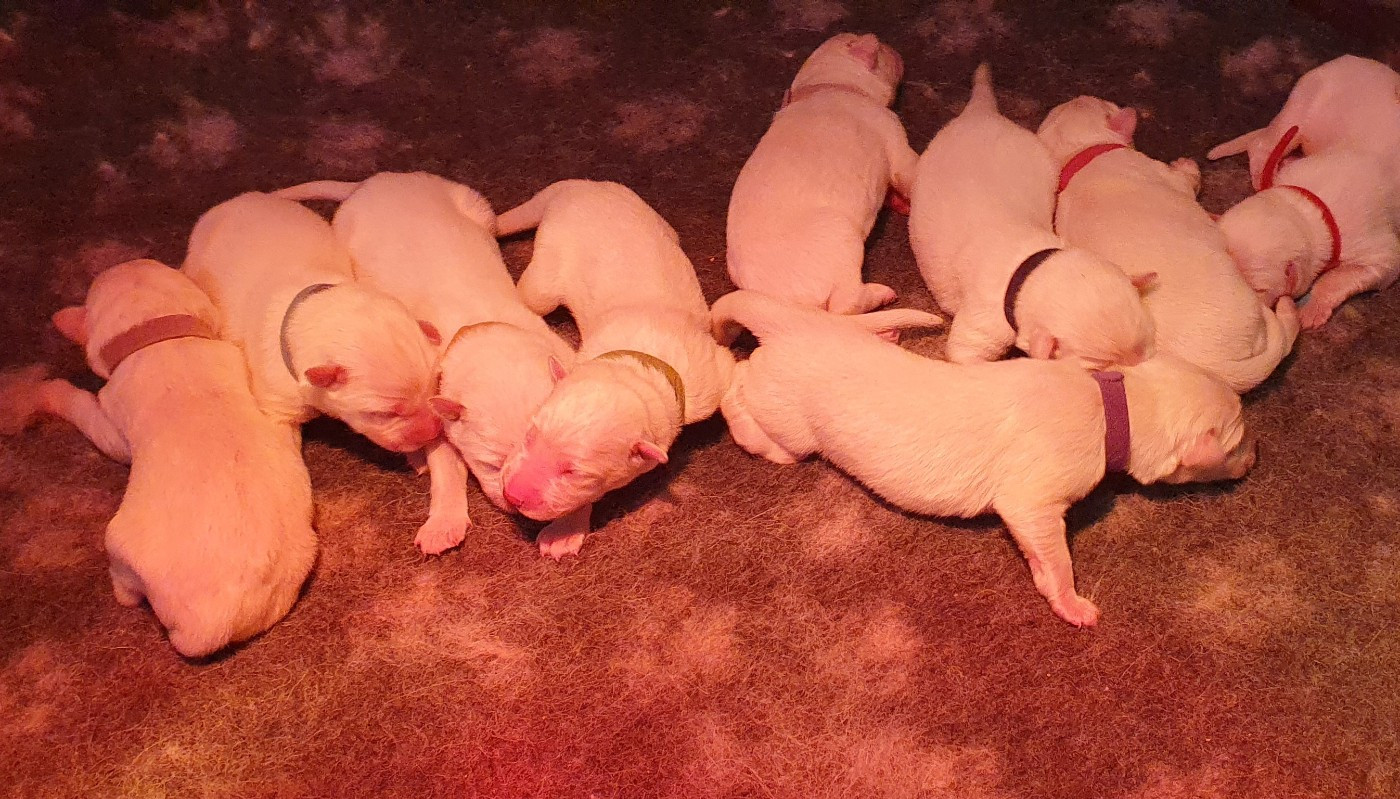 Chiot Berger Blanc Suisse Of Shepherd's Paw