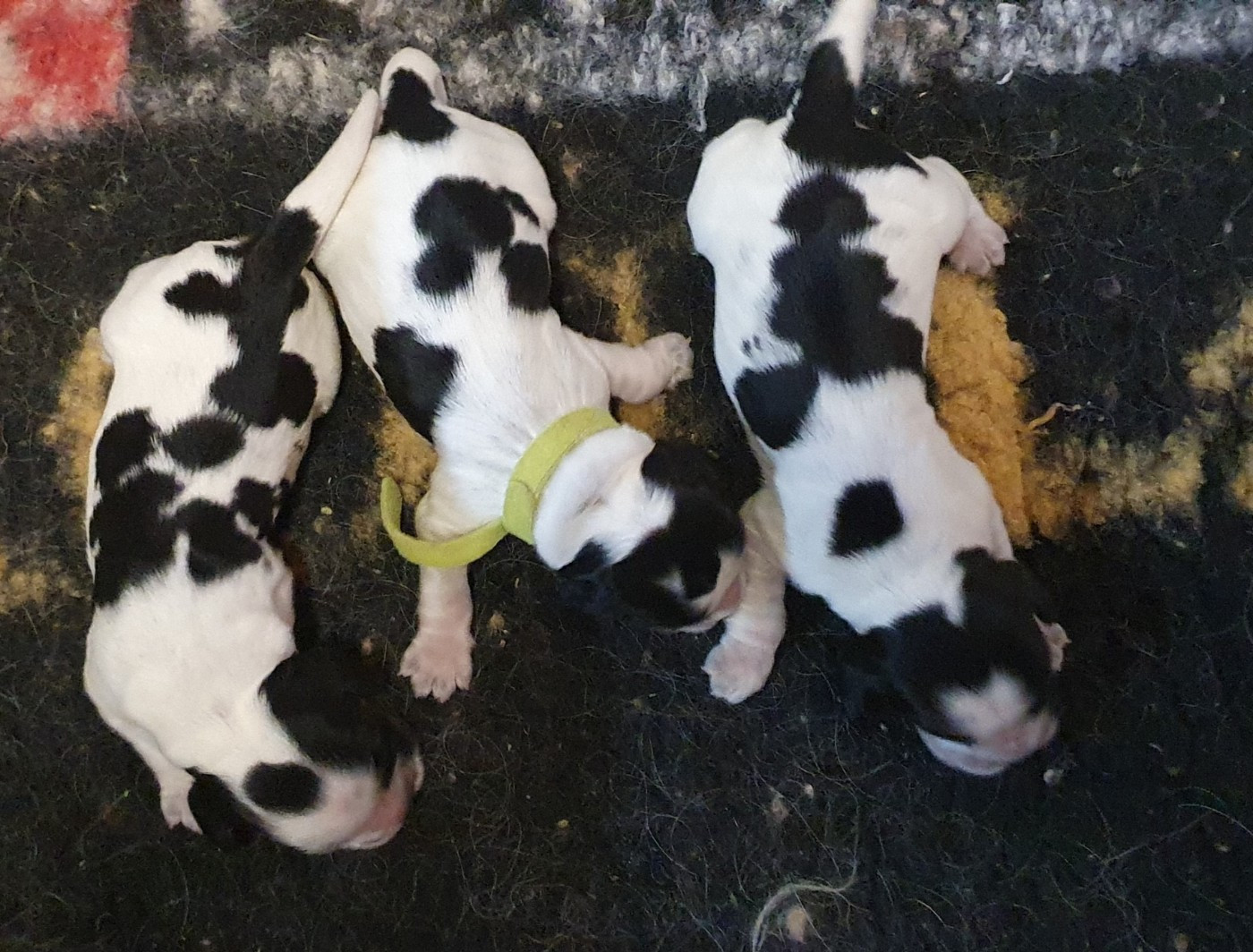 Of Shepherd's Paw - Chiots disponibles - Cocker Spaniel Anglais