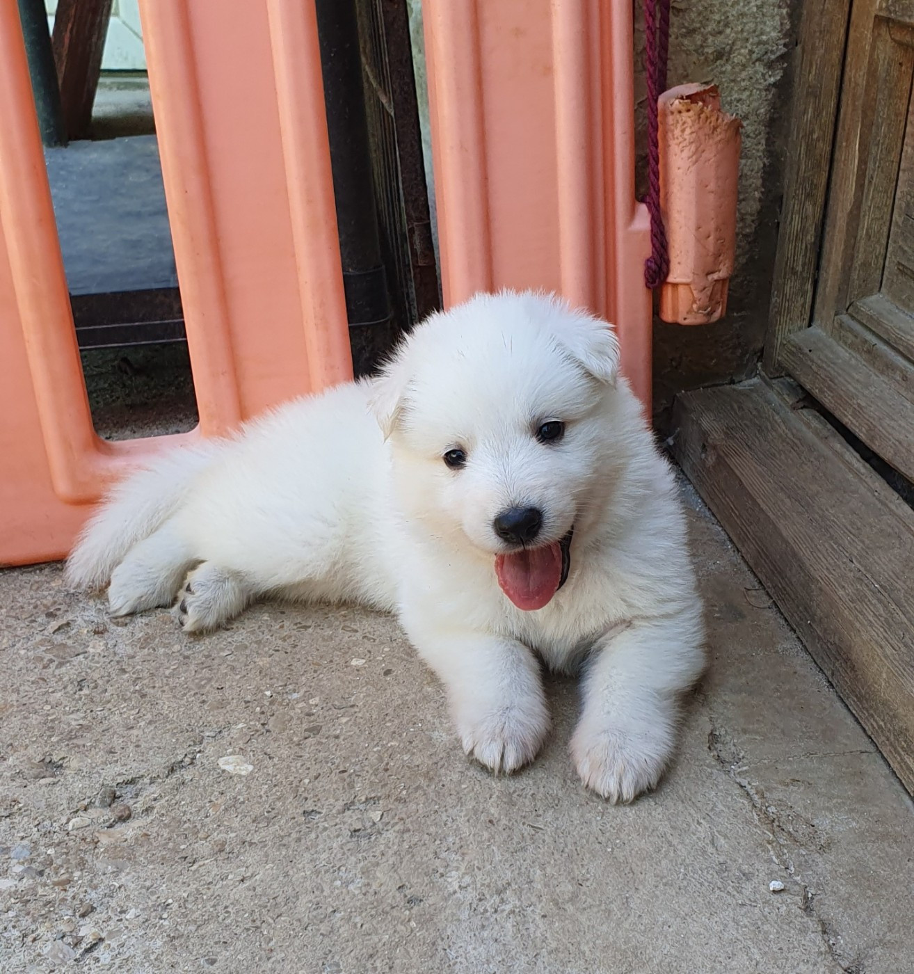 Chiot Berger Blanc Suisse Of Shepherd's Paw