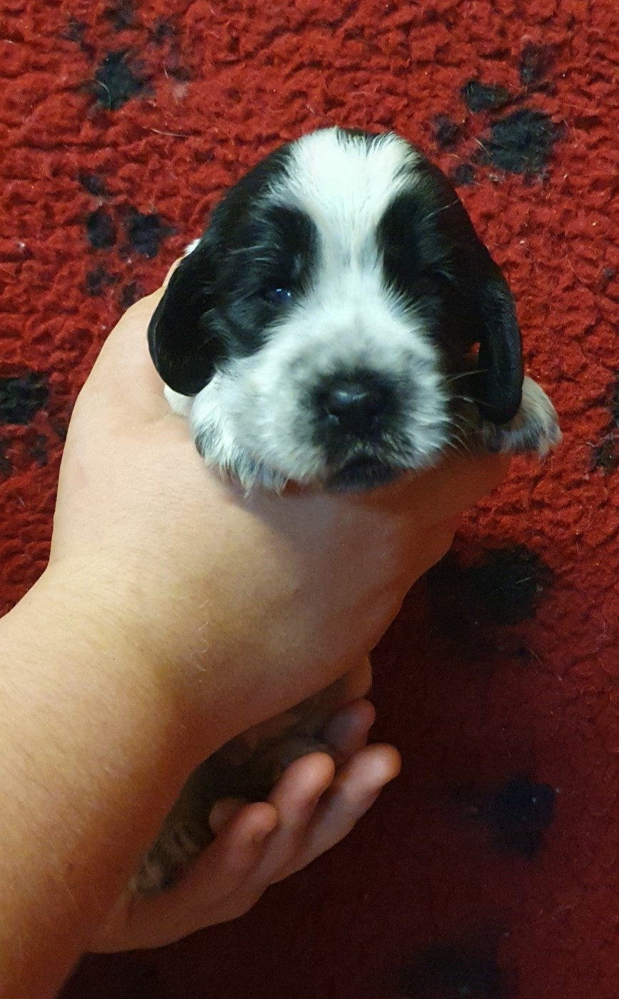 Of Shepherd's Paw - Chiots disponibles - Cocker Spaniel Anglais