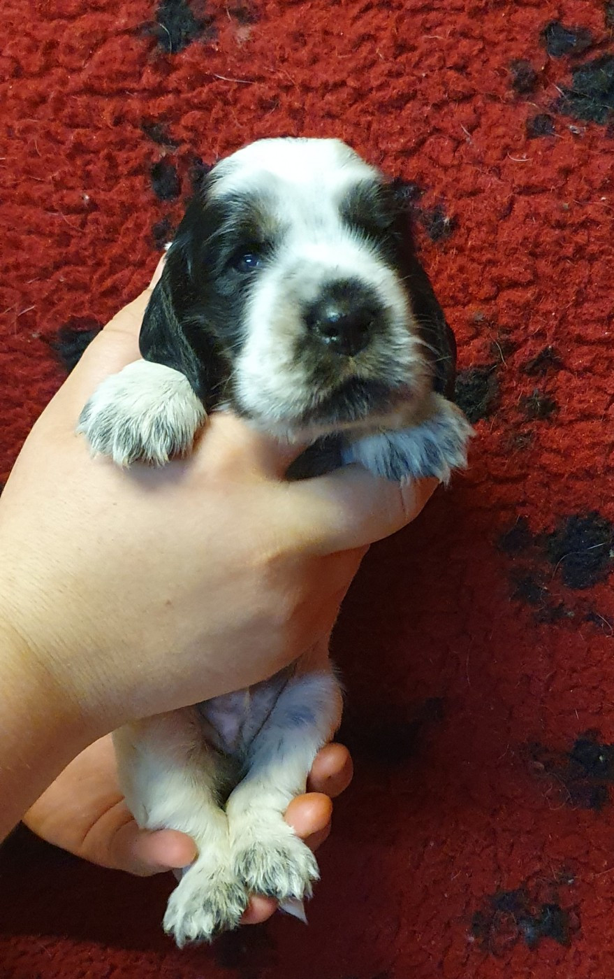 Of Shepherd's Paw - Chiots disponibles - Cocker Spaniel Anglais