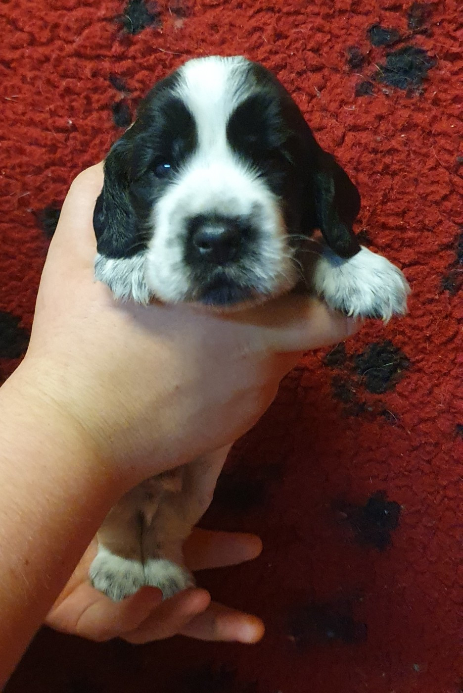 Of Shepherd's Paw - Chiots disponibles - Cocker Spaniel Anglais
