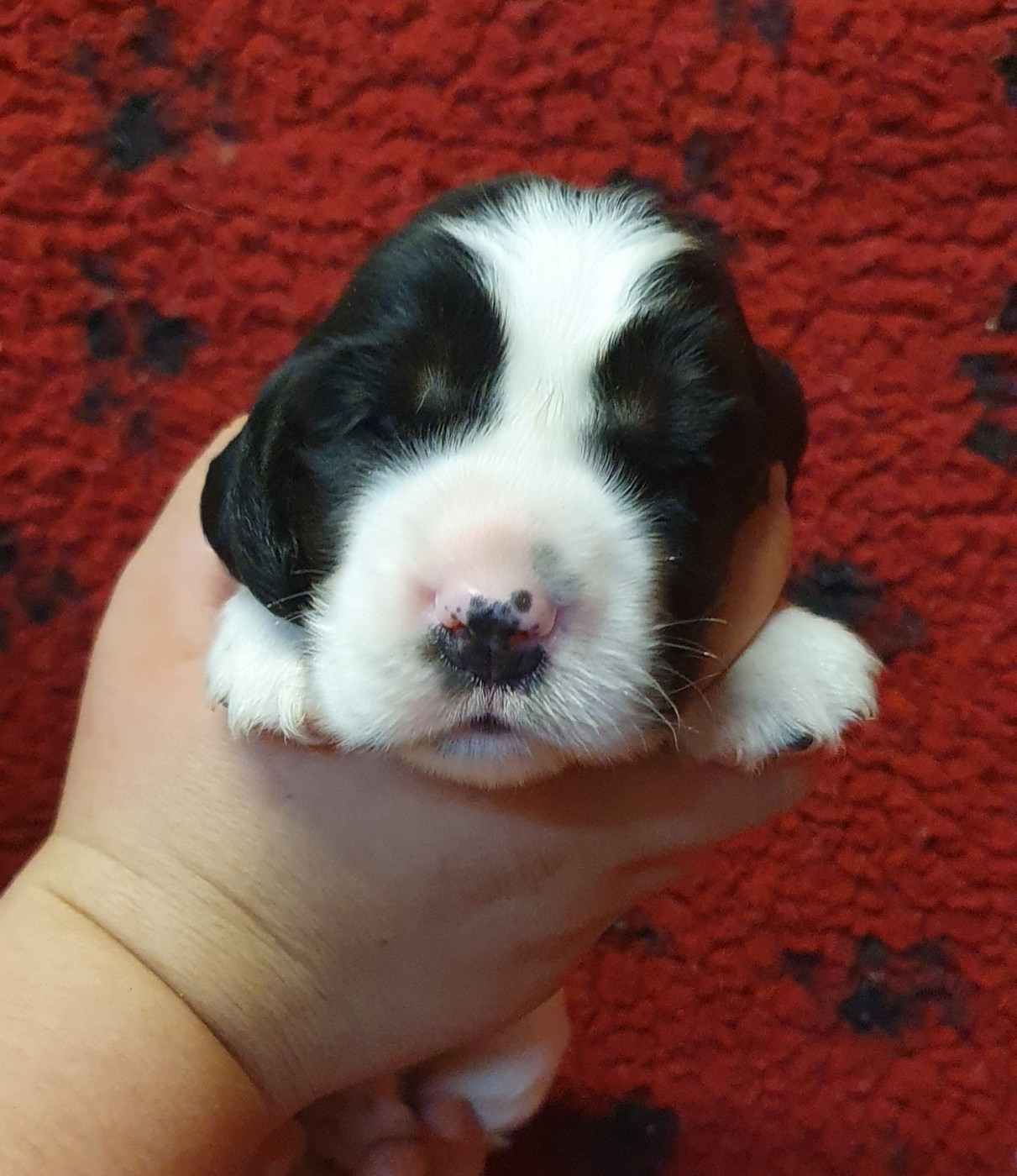 Of Shepherd's Paw - Chiots disponibles - Cocker Spaniel Anglais