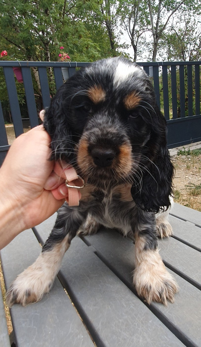 Of Shepherd's Paw - Chiots disponibles - Cocker Spaniel Anglais
