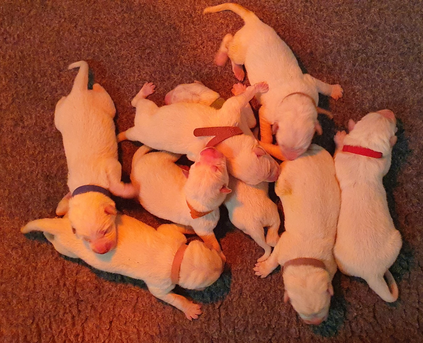 Chiot Berger Blanc Suisse Of Shepherd's Paw