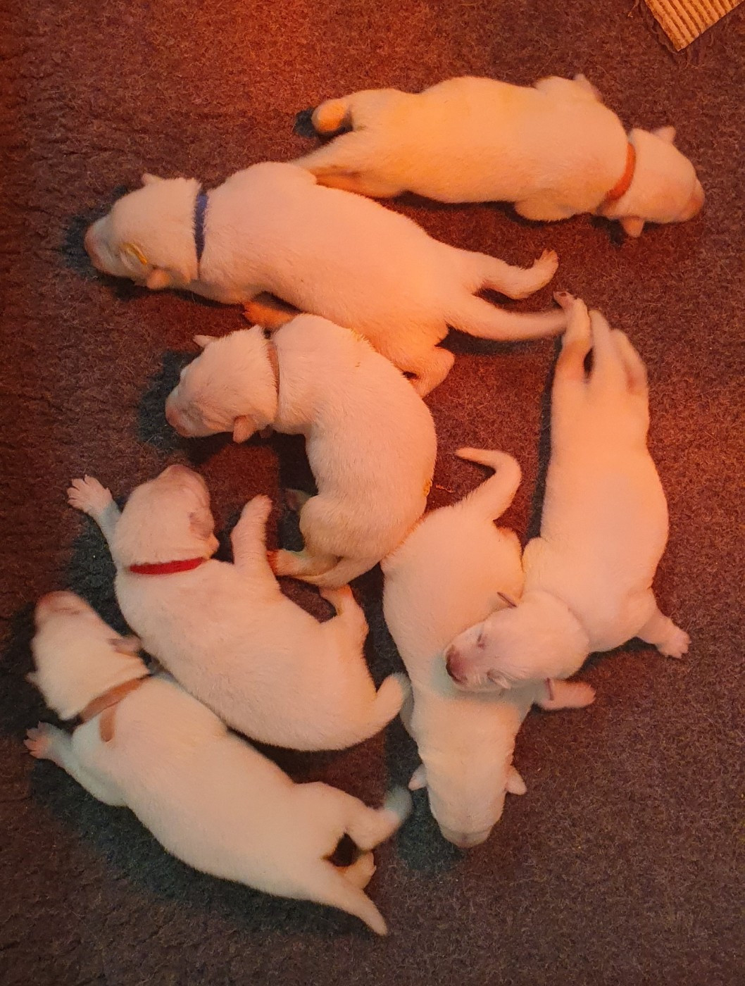 Of Shepherd's Paw - Chiots disponibles - Berger Blanc Suisse