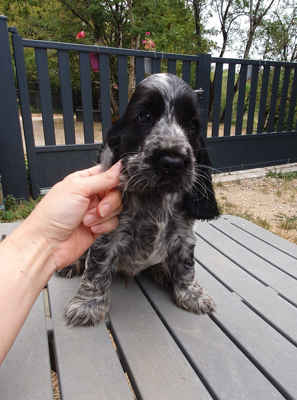 Of Shepherd's Paw - Chiots disponibles - Cocker Spaniel Anglais