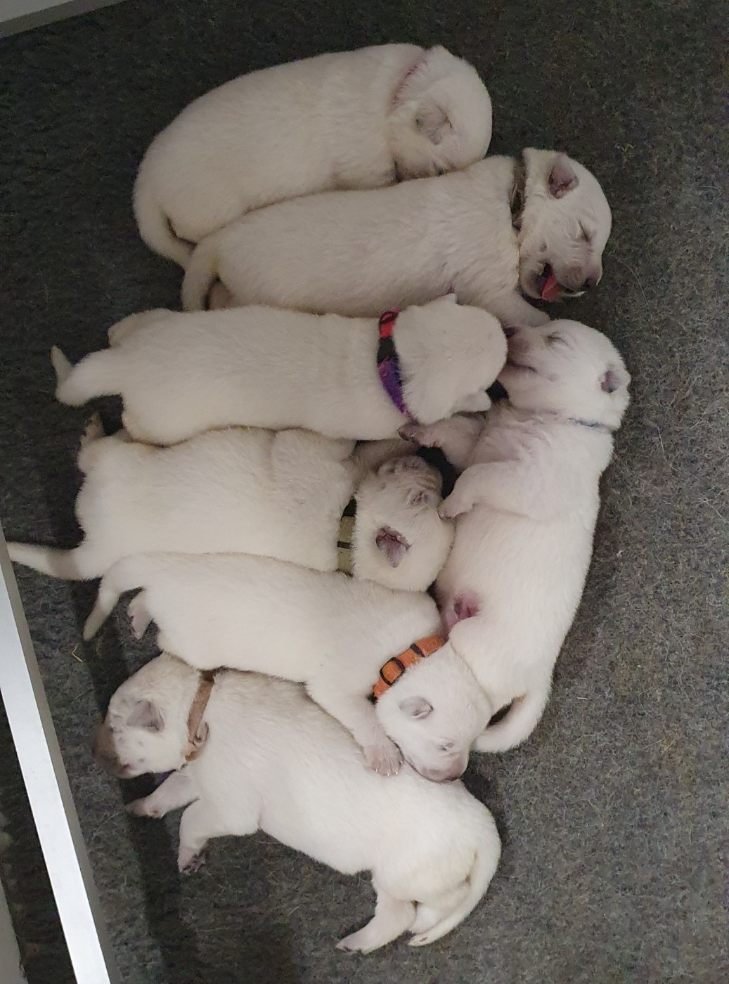 Of Shepherd's Paw - Chiots disponibles - Berger Blanc Suisse
