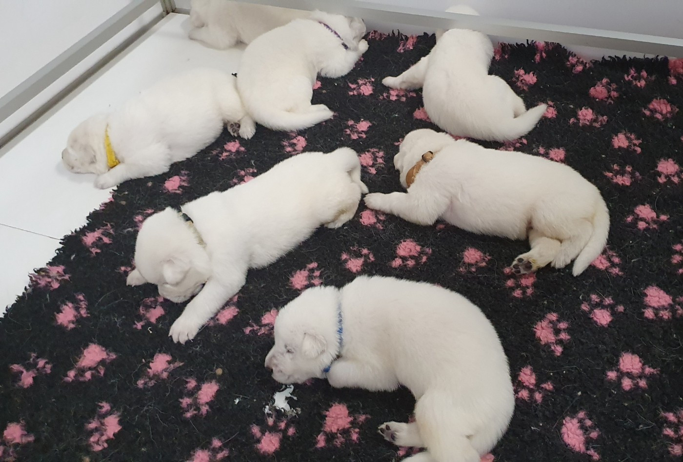 Of Shepherd's Paw - Chiots disponibles - Berger Blanc Suisse