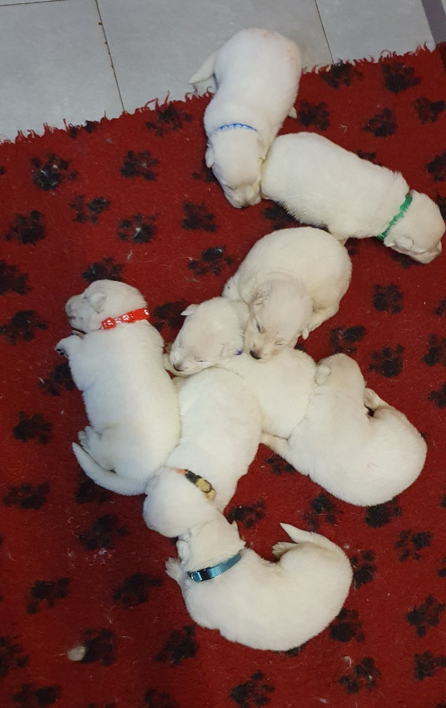 Of Shepherd's Paw - Chiots disponibles - Berger Blanc Suisse