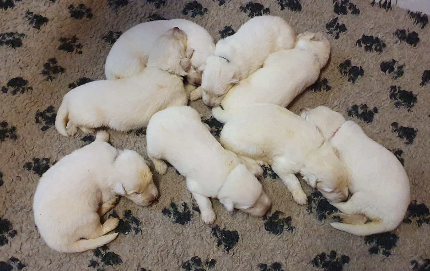 Of Shepherd's Paw - Chiots disponibles - Berger Blanc Suisse