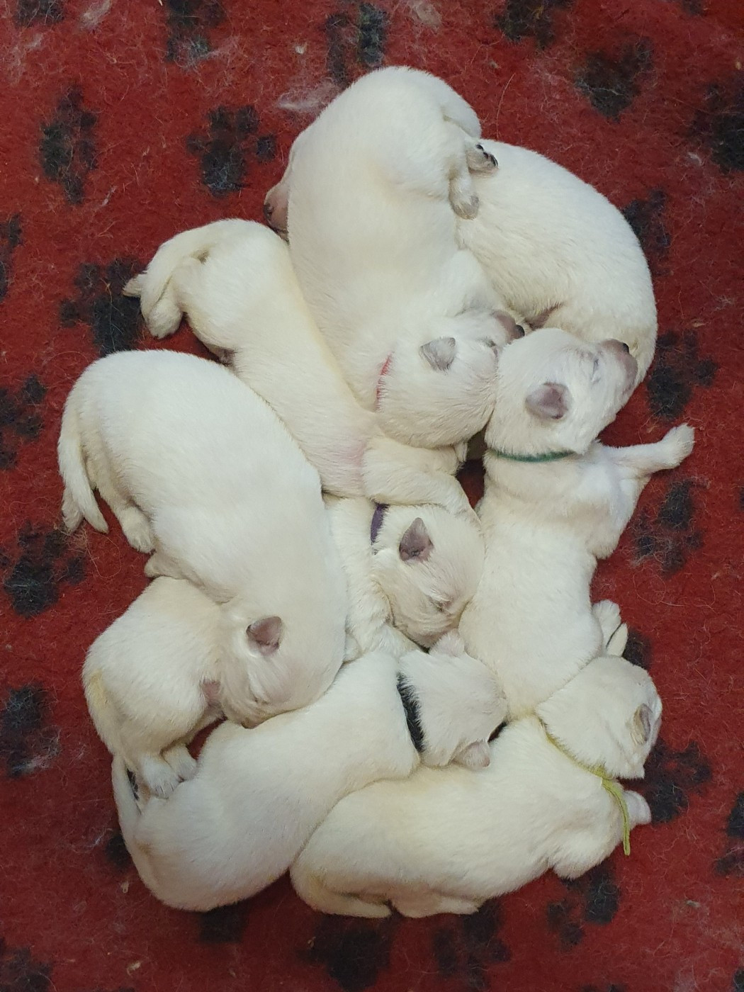 Of Shepherd's Paw - Chiots disponibles - Berger Blanc Suisse