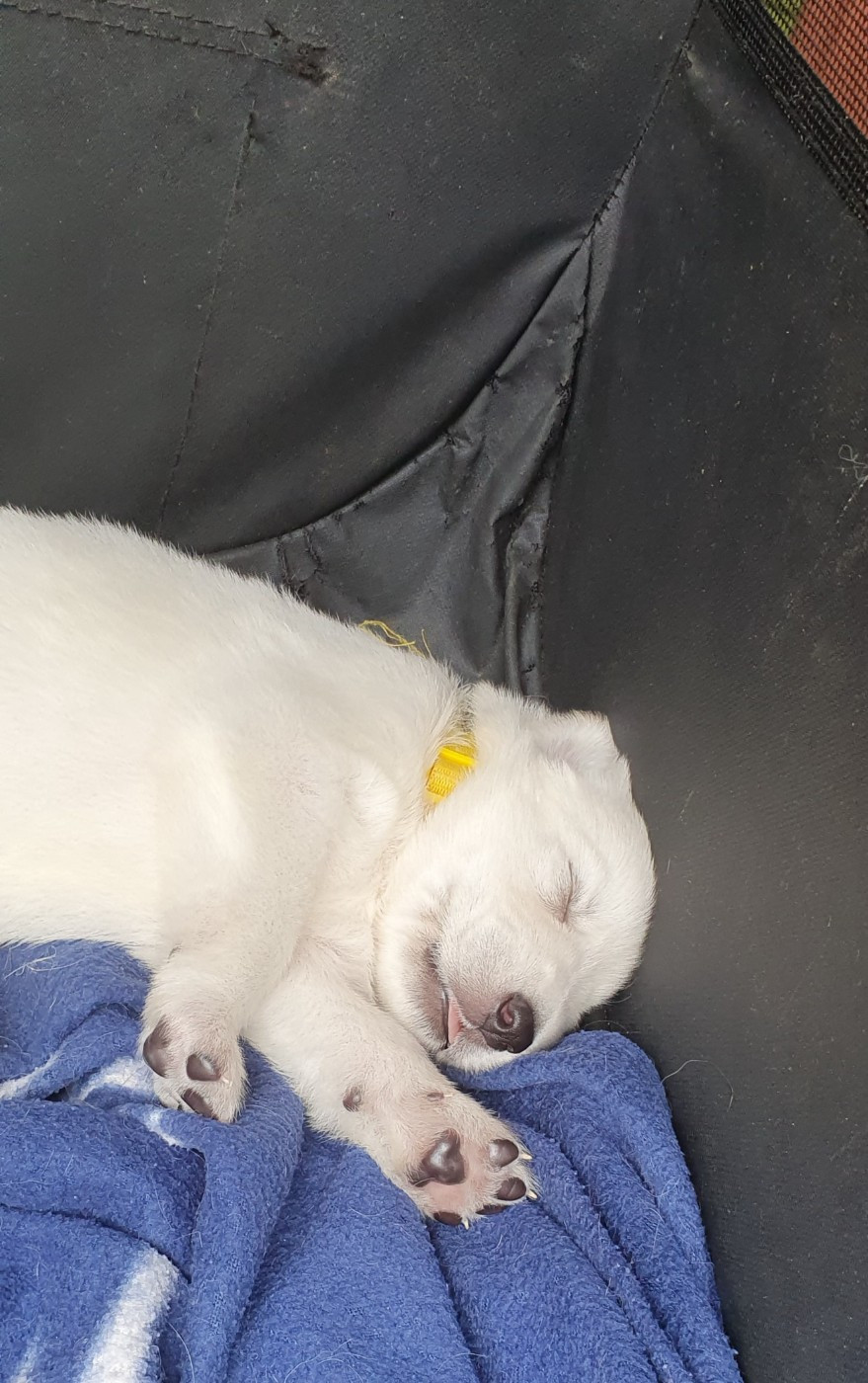 Of Shepherd's Paw - Chiots disponibles - Berger Blanc Suisse