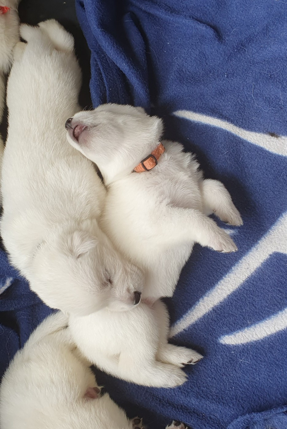 Of Shepherd's Paw - Chiots disponibles - Berger Blanc Suisse