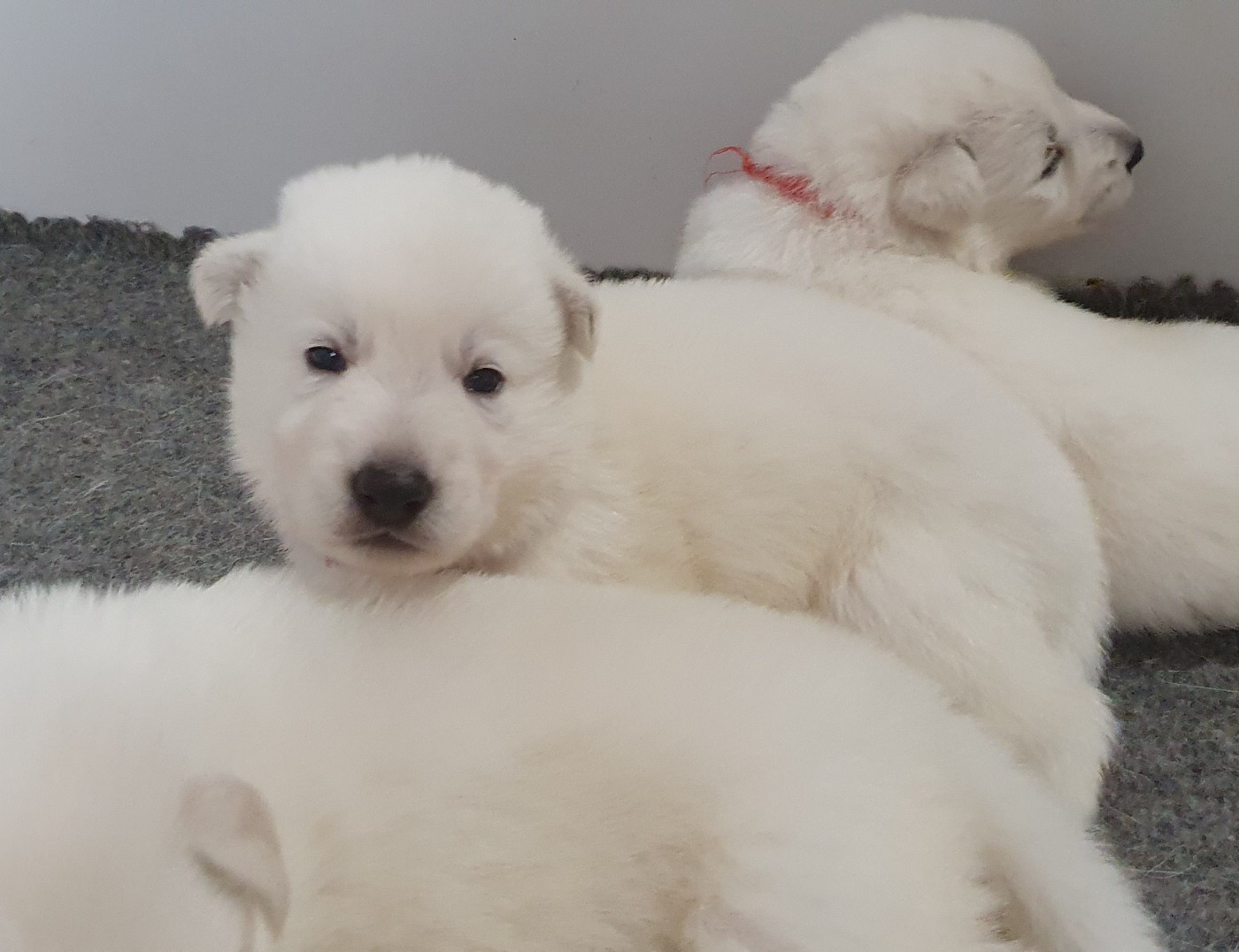 Of Shepherd's Paw - Chiots disponibles - Berger Blanc Suisse