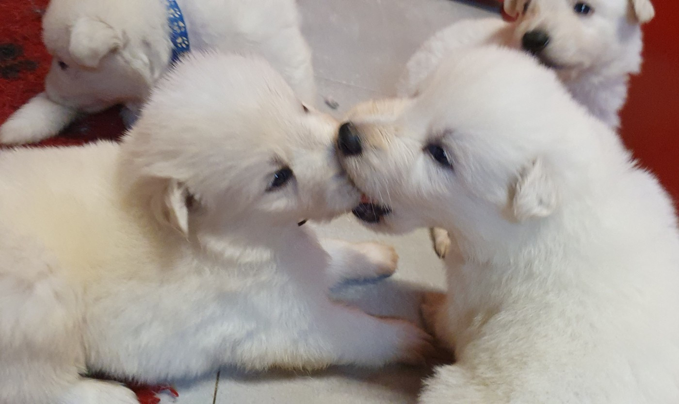 Of Shepherd's Paw - Chiots disponibles - Berger Blanc Suisse