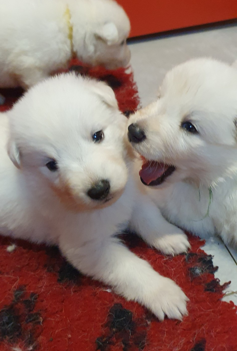 Of Shepherd's Paw - Chiots disponibles - Berger Blanc Suisse