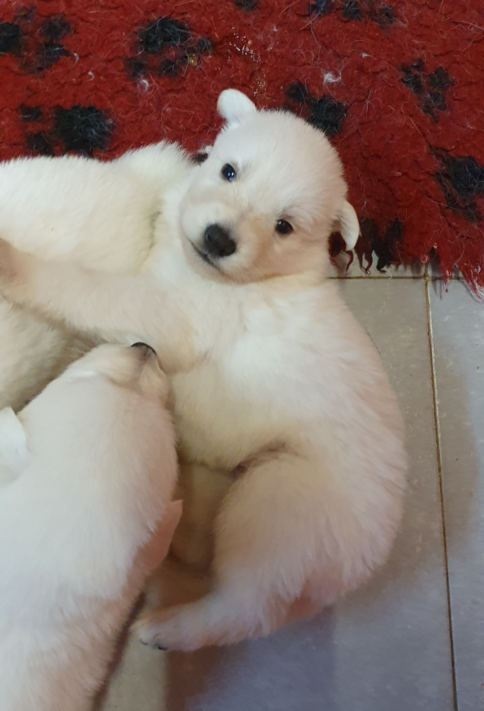 Of Shepherd's Paw - Chiots disponibles - Berger Blanc Suisse