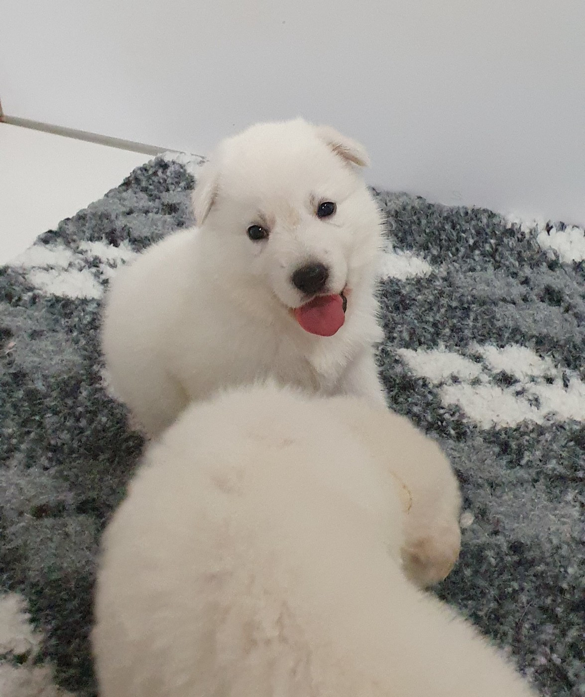 Of Shepherd's Paw - Chiots disponibles - Berger Blanc Suisse