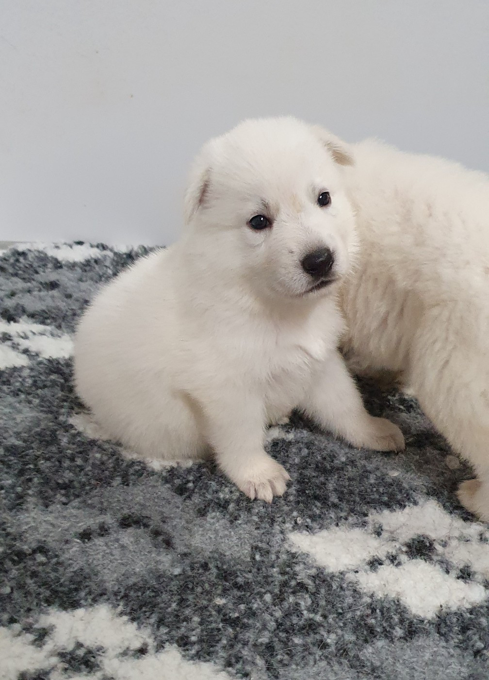 Of Shepherd's Paw - Chiots disponibles - Berger Blanc Suisse