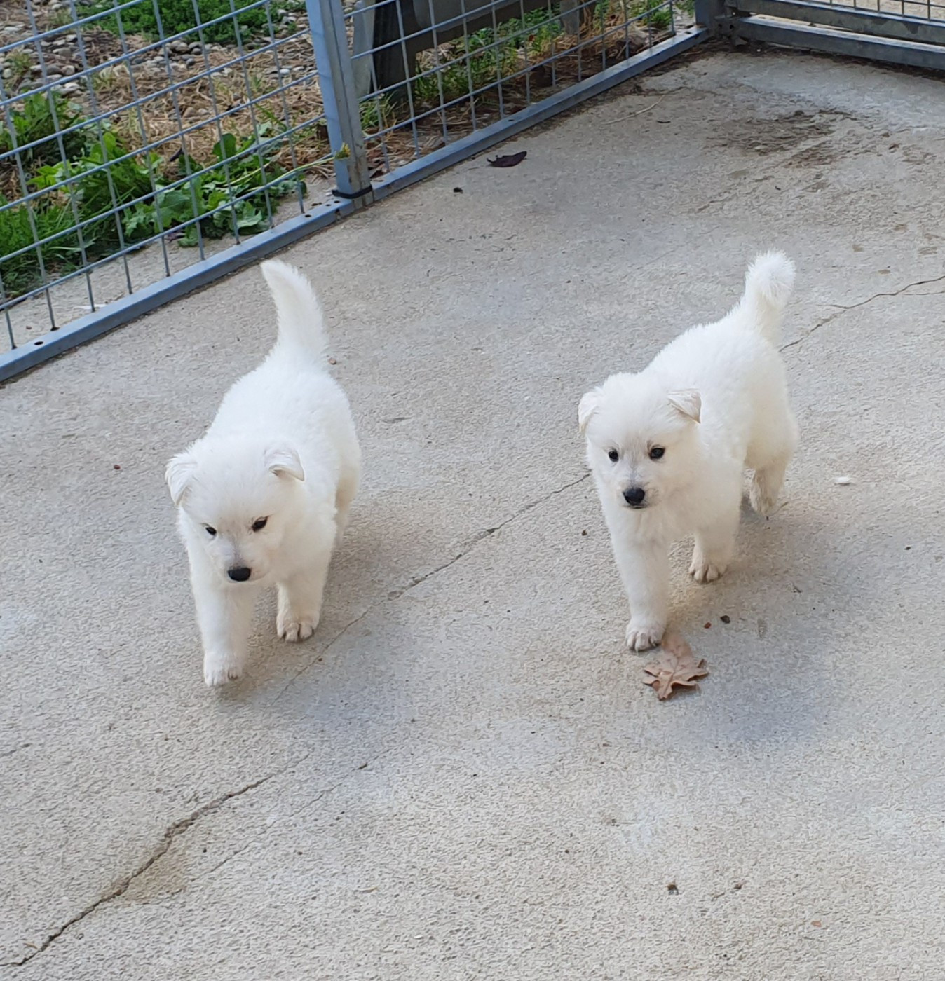 Of Shepherd's Paw - Chiots disponibles - Berger Blanc Suisse