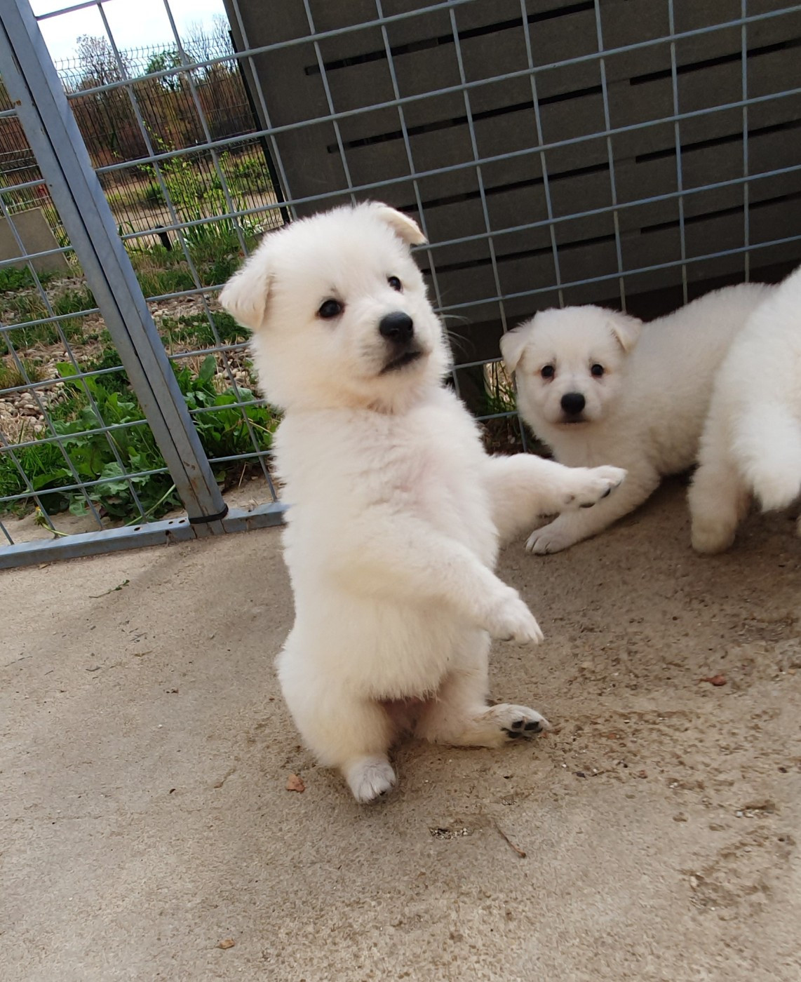 Of Shepherd's Paw - Chiots disponibles - Berger Blanc Suisse