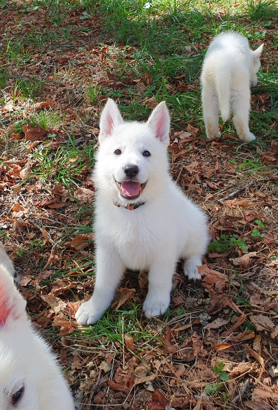 Of Shepherd's Paw - Chiots disponibles - Berger Blanc Suisse