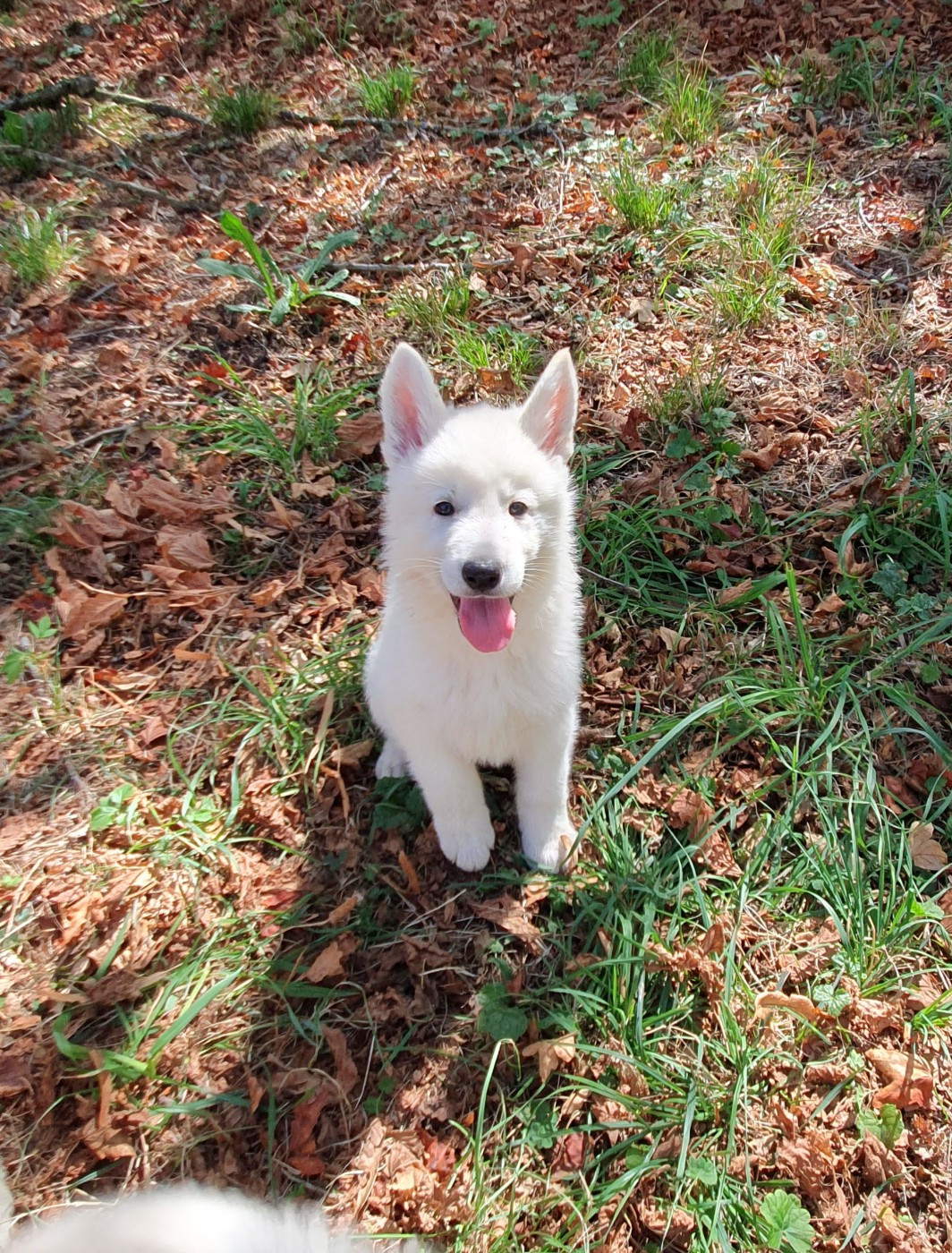 Of Shepherd's Paw - Chiots disponibles - Berger Blanc Suisse