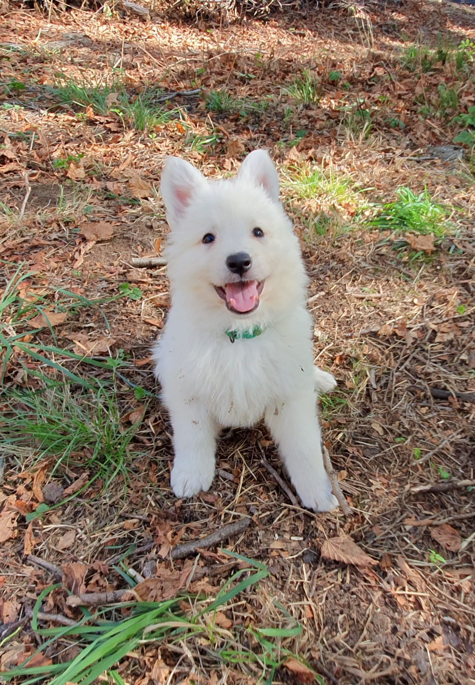Of Shepherd's Paw - Chiots disponibles - Berger Blanc Suisse