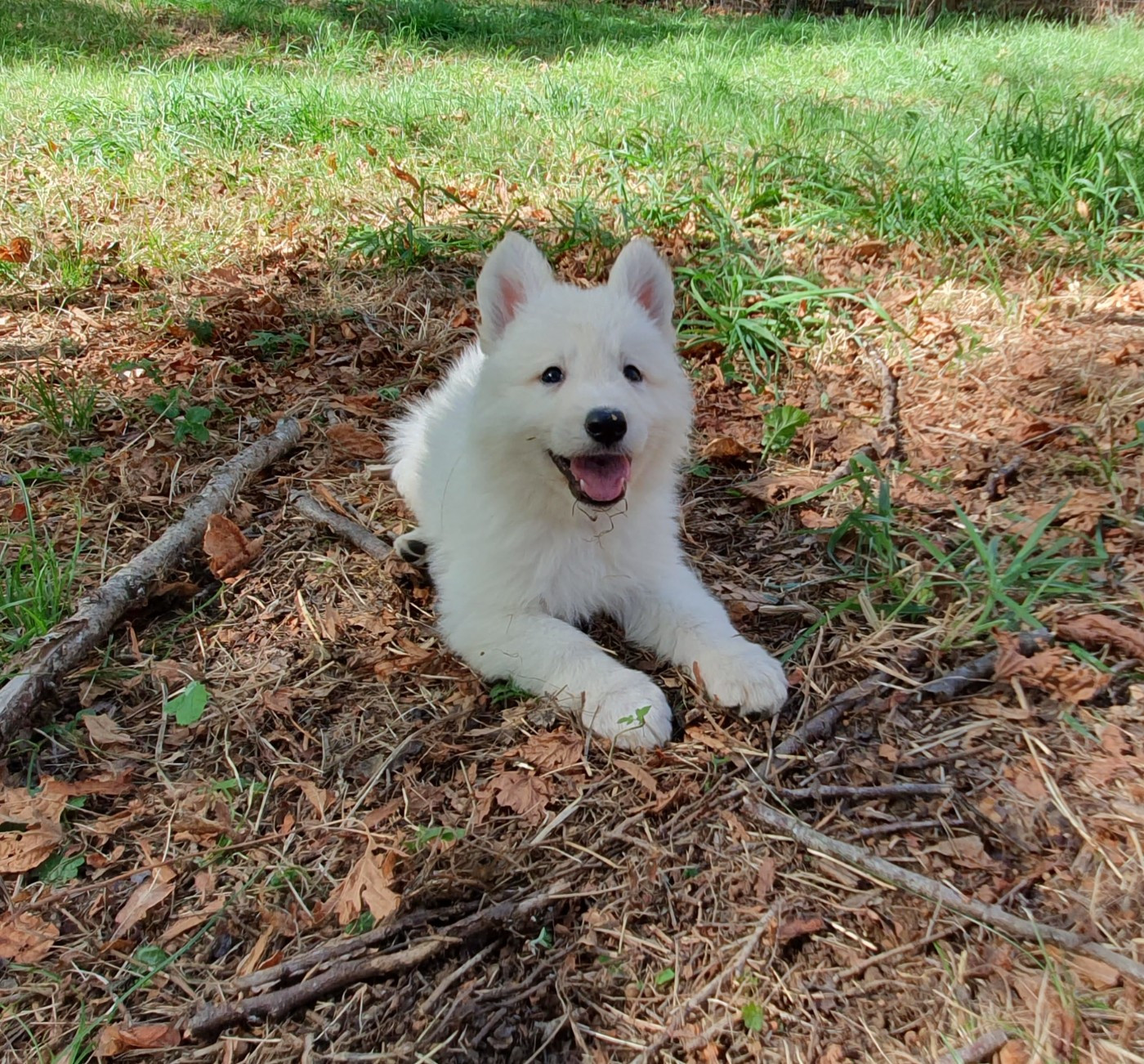 Of Shepherd's Paw - Chiots disponibles - Berger Blanc Suisse