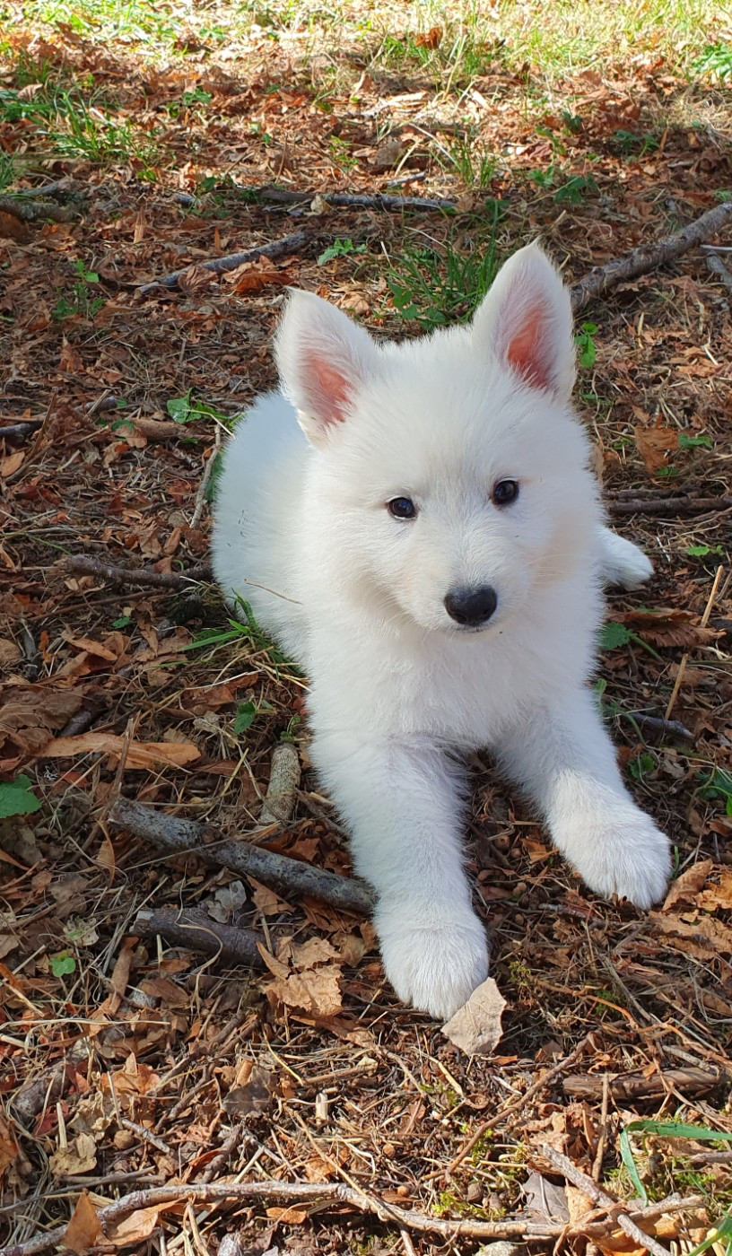 Of Shepherd's Paw - Chiots disponibles - Berger Blanc Suisse