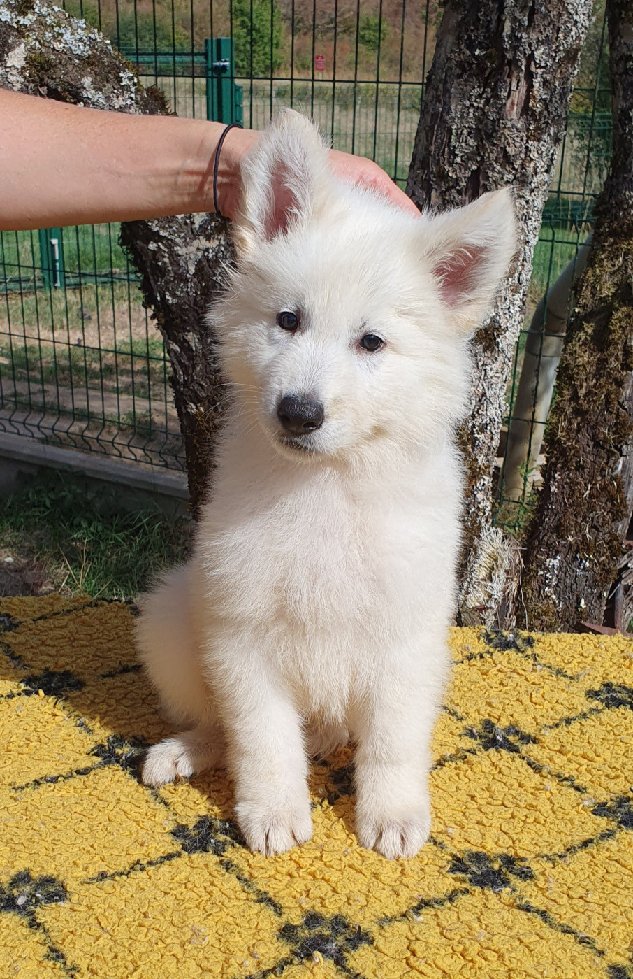 Of Shepherd's Paw - Chiots disponibles - Berger Blanc Suisse